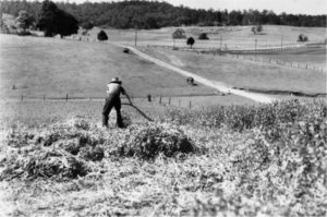 Sinnamon park History - Farming
